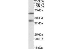 Western Blotting (WB) image for anti-Paraoxonase 2 (PON2) (Internal Region) antibody (ABIN2464601)