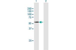 Western Blot analysis of CCNA1 expression in transfected 293T cell line by CCNA1 MaxPab polyclonal antibody. (Cyclin A1 Antikörper  (AA 1-464))