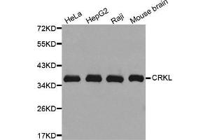 Western blot analysis of extracts of various cell lines, using CRKL antibody. (CrkL Antikörper)