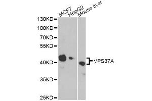 Western blot analysis of extracts of various cell lines, using VPS37A antibody (ABIN6292343) at 1:1000 dilution. (VPS37A Antikörper)
