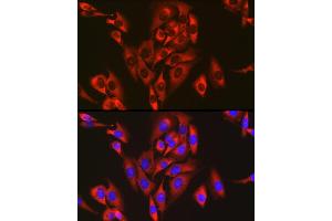 Immunofluorescence analysis of U2OS cells using RPL26L1 antibody (ABIN7270000) at dilution of 1:50. (RPL26L1 Antikörper)