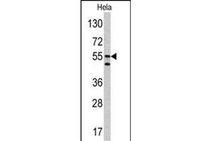 Western blot analysis of CA9 antibody (Center) (ABIN390041 and ABIN2840124) in Hela cell line lysates (35 μg/lane). (CA9 Antikörper  (AA 113-143))