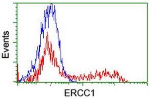 HEK293T cells transfected with either RC200478 overexpress plasmid (Red) or empty vector control plasmid (Blue) were immunostained by anti-ERCC1 antibody (ABIN2455549), and then analyzed by flow cytometry. (ERCC1 Antikörper)