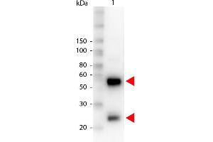Western Blot of Peroxidase conjugated Rabbit anti-Swine IgG antibody. (Kaninchen anti-Schwein IgG (Heavy & Light Chain) Antikörper (HRP))
