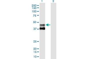 MMAA antibody  (AA 1-418)