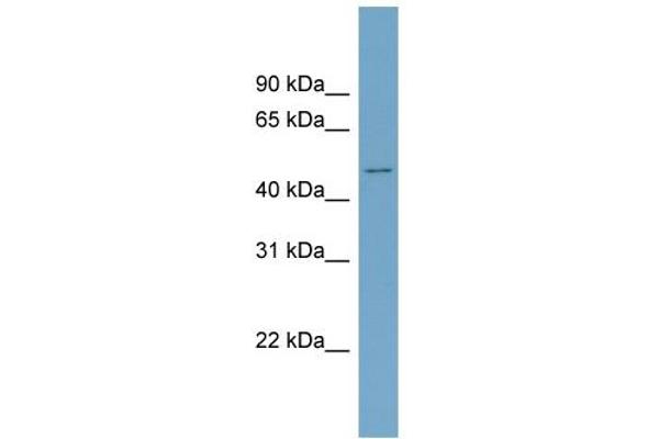 ACVR2B antibody  (Middle Region)
