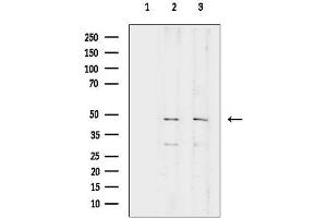anti-Ribosomal Protein L3 (RPL3) (C-Term) antibody