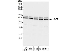 Western Blotting (WB) image for anti-Ubiquitin Specific Peptidase 7 (Herpes Virus-Associated) (USP7) (AA 1-50) antibody (ABIN7453547) (USP7 Antikörper  (AA 1-50))