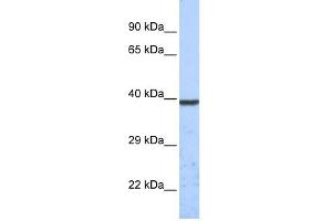 WB Suggested Anti-KCNK1 Antibody Titration:  0.