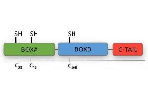 Fully reduced HMGB1 (ReHMGB1) (HMGB1 Protein (Fully reduced))