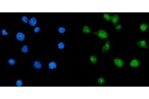 IF analysis of TAF8/TBN using anti-TAF8/TBN antibody (ABIN7600542).