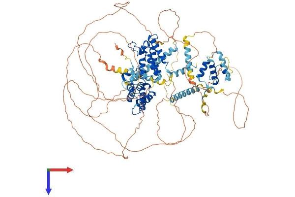 BRDT Protein (AA 1-956) (His tag)