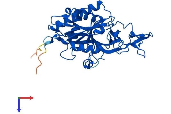Aminoacylase 3 Protein (ACY3) (AA 1-318) (His tag)