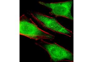 Fluorescent image of Hela cells stained with PRS4 Antibody . (PSMC1 Antikörper  (C-Term))