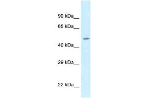 WB Suggested Anti-ATXN10 Antibody Titration: 1. (Ataxin 10 Antikörper  (N-Term))