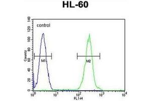Flow cytometric analysis of HL-60 cells using RSS3 Antibody (Center) Cat.