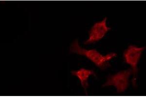 ABIN6267472 staining 293 by IF/ICC.