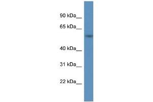 WB Suggested Anti-A1BG Antibody Titration: 1. (A1BG Antikörper  (C-Term))