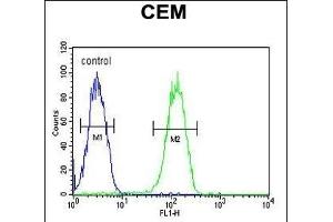 BIN2 Antibody (N-term) (ABIN651965 and ABIN2840476) flow cytometric analysis of CEM cells (right histogram) compared to a negative control cell (left histogram). (BIN2 Antikörper  (N-Term))