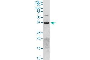 ANXA2 MaxPab rabbit polyclonal antibody. (Annexin A2 Antikörper  (AA 1-357))
