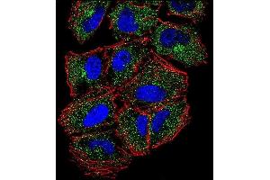 Confocal immunofluorescent analysis of PLCL2 Antibody (C-term) (ABIN655943 and ABIN2845332) with NCI- cell followed by Alexa Fluor 488-conjugated goat anti-rabbit lgG (green). (PLCL2 Antikörper  (C-Term))