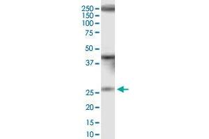 IQCF1 monoclonal antibody (M01), clone 1H4. (IQCF1 Antikörper  (AA 1-205))