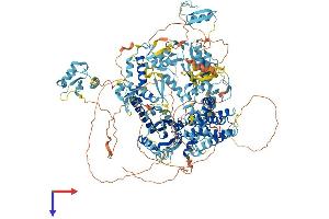 ZMYM6 Protein (AA 1-1325) (His tag)