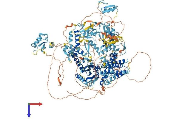 ZMYM6 Protein (AA 1-1325) (His tag)