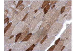 AP31123PU-N RGS4 antibody staining of Paraffin-Embedded Muscle at 1/500 dilution. (RGS4 Antikörper  (AA 1-188))