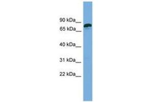 Image no. 1 for anti-Zinc Finger Protein 790 (ZNF790) (AA 107-156) antibody (ABIN6744902) (ZNF790 Antikörper  (AA 107-156))