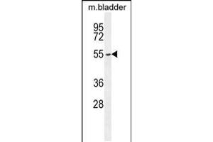 Western blot analysis in mouse bladder tissue lysates (35ug/lane). (FBXW8 Antikörper  (AA 270-299))