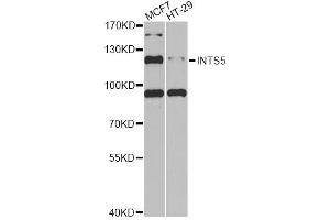 Western blot analysis of extracts of various cell lines, using INTS5 antibody (ABIN6290524) at 1:1000 dilution.