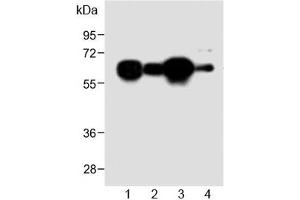 Western blot testing of human 1) HL60, 2) A431, 3) Jurkat and 4) mouse NIH3T3 cell lysate with METTL14 antibody at 1:2000. (METTL14 Antikörper  (AA 2-36))