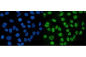 IF analysis of DMAP1 using anti-DMAP1 antibody (ABIN7601999). (DMAP1 Antikörper  (AA 54-401))