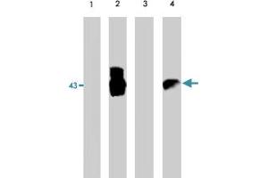 Western blot analysis using EIA polyclonal antibody on HCT-116 cell lysate (lanes 1 and 3)- negative control and 293 cell lysate (lanes 2 and 4)- positive control. (Serine (Or Cysteine) Peptidase Inhibitor, Clade B, Member 1a (SERPINB1A) Antikörper)