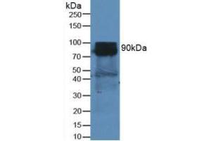 Western blot analysis of Mouse Heart Tissue. (DPP4 Antikörper  (AA 29-178))