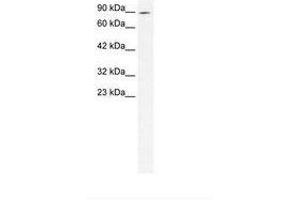 Image no. 1 for anti-Zinc Finger Protein 341 (ZNF341) (N-Term) antibody (ABIN202934)