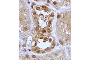ABIN2559904 (2µg/ml) staining of paraffin embedded Human Kidney. (SGK1 Antikörper  (C-Term))