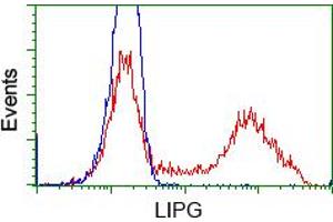 HEK293T cells transfected with either pCMV6-ENTRY LIPG (RC209248) (Red) or empty vector control plasmid (Blue) were immunostained with anti-LIPG mouse monoclonal (ABIN2453255), and then analyzed by flow cytometry. (LIPG Antikörper)
