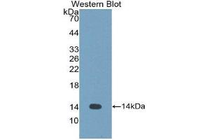 Western Blotting (WB) image for anti-Cystatin-Like 1 (CSTL1) (AA 21-114) antibody (ABIN1176755) (CSTL1 Antikörper  (AA 21-114))