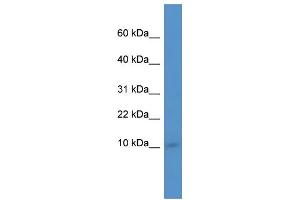 IER3IP1 Antikörper  (N-Term)