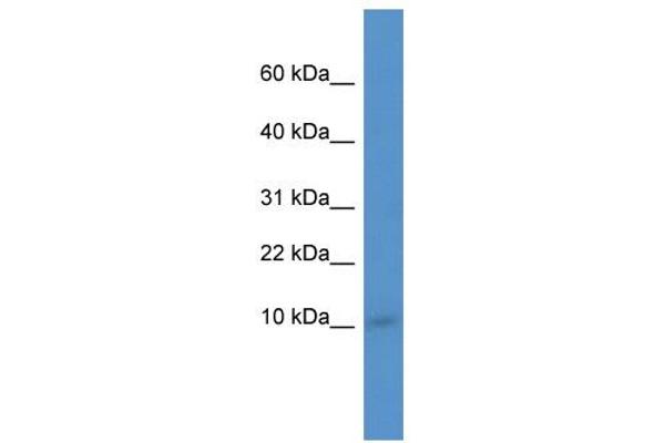 IER3IP1 Antikörper  (N-Term)