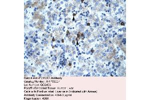 Human Liver (PCYOX1 Antikörper  (C-Term))