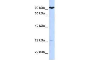 WB Suggested Anti-SUPV3L1 Antibody Titration:  0.