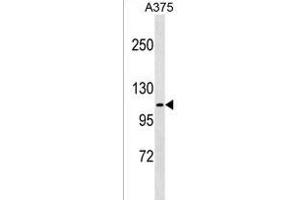 FARP1 Antibody (N-term) (ABIN1539506 and ABIN2849509) western blot analysis in  cell line lysates (35 μg/lane). (FARP1 Antikörper  (N-Term))