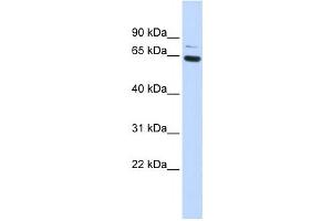 Western Blotting (WB) image for anti-Zinc Finger Protein 74 (ZNF74) antibody (ABIN2458162) (ZNF74 Antikörper)