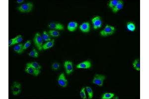 Immunofluorescence staining of HepG2 cells with ABIN7146213 at 1:133, counter-stained with DAPI.