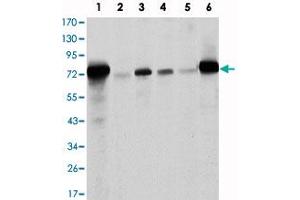 Western blot analysis using LMNA monoclonal antibody, clone 4E7  against Raw264.