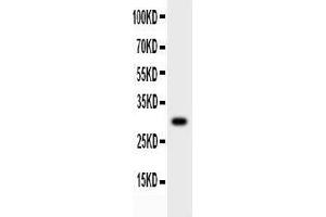 Anti-MMP7 Picoband antibody,  All lanes: Anti-MMP7 at 0. (MMP7 Antikörper  (AA 1-267))