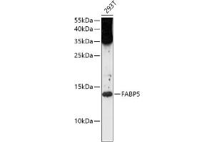 Western blot analysis of extracts of 293T cells, using F antibody (ABIN1679794, ABIN3015402, ABIN3015403 and ABIN6214037) at 1:1000 dilution. (FABP5 Antikörper  (AA 1-100))